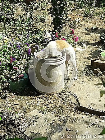 Dog drinking water in bucket. Stock Photo