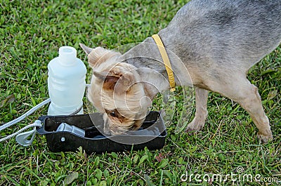 Dog drinks water on a walk from a portable drinking bowl on green grass Stock Photo