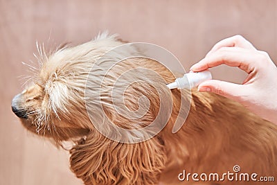 The dog is dripped on the withers with a parasite remedy Stock Photo