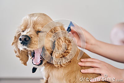 The dog is dripped on the withers with a parasite remedy Stock Photo