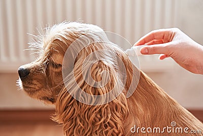 The dog is dripped on the withers with a parasite remedy Stock Photo