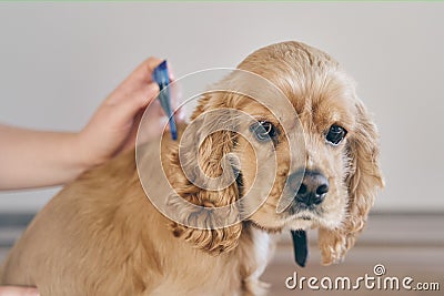 The dog is dripped on the withers with a parasite remedy Stock Photo