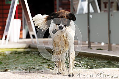 Dog Dripping Water Stock Photo
