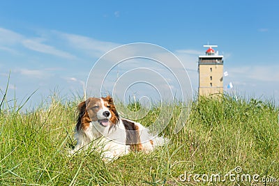 Dog in the dunes Stock Photo