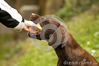 Dog eaitng lemon Stock Photo