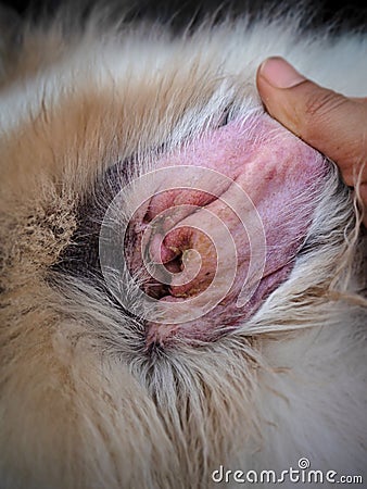 dog ear problem,the Otitis Externa and Otitis Media in dog ear,the inflammation of a dog external ear Stock Photo