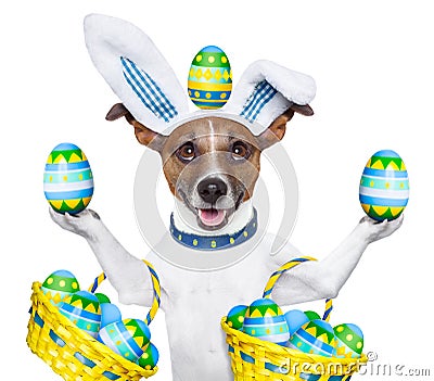 Dog easter bunny Stock Photo