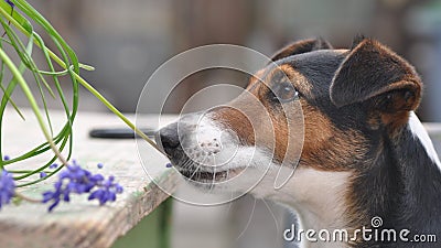 Dog eating Blue Muscari Stock Photo