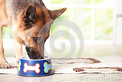 Dog eating from bowl Stock Photo