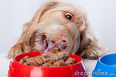 Dog eating food from bowl Stock Photo