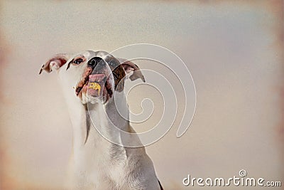 Dog Eating Peanut Butter Stock Photo
