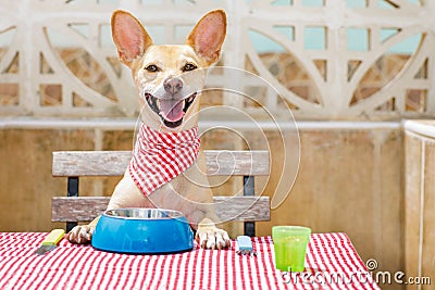 Dog eating a the table with food bowl Stock Photo