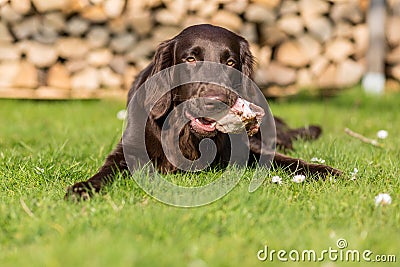 Dog eats calf sternum Stock Photo