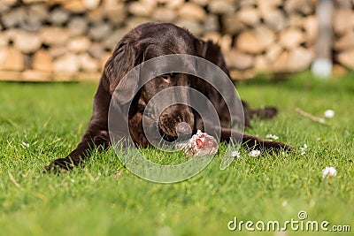 Dog eats calf sternum Stock Photo