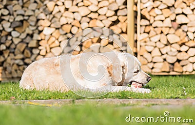 Dog eats calf sternum Stock Photo