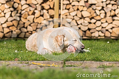 Dog eats calf sternum Stock Photo