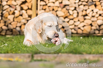 Dog eats calf sternum Stock Photo