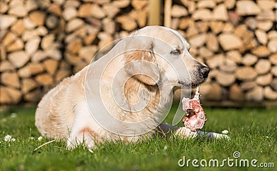 Dog eats calf sternum Stock Photo