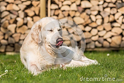 Dog eats calf sternum Stock Photo