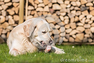 Dog eats calf sternum Stock Photo