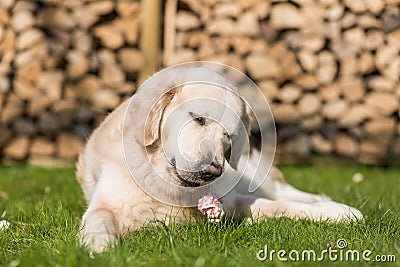 Dog eats calf sternum Stock Photo