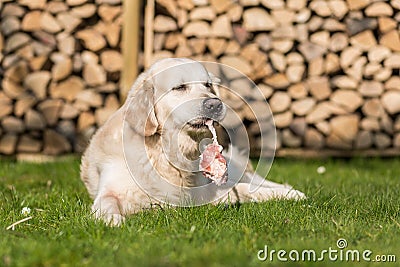 Dog eats calf sternum Stock Photo