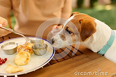 The woman feeds the dog food from the plate outdoors at the table. The dog begs for food Stock Photo