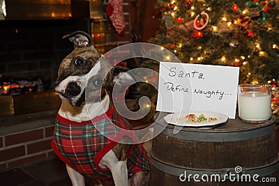 Dog Eats Santas Cookies Stock Photo