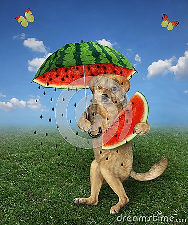 Dog eats watermelon under umbrella Stock Photo