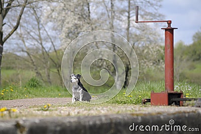 Dog at Ecluse 18 Meulot, Meulot, Alluy, Nievre, Burgundy Stock Photo