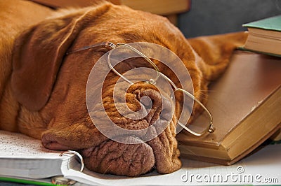 Dog Education Stock Photo