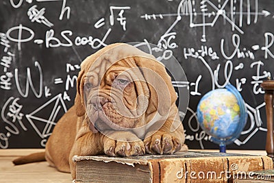 Dog Education Stock Photo