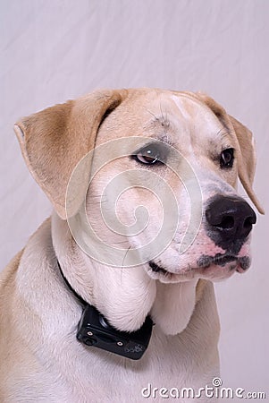 Dog with electronic training collar Stock Photo