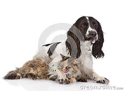 Dog embraces a cat. looking at camera. i Stock Photo