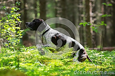 Dog english pointer Stock Photo