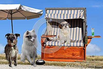 Dogs enjoy vacation at the beach Stock Photo