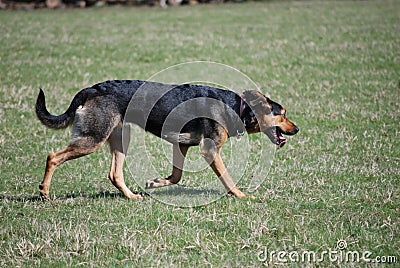 Dog enjoying a beautiful spring morning. Stock Photo