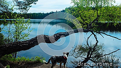 Dog enjoying lake in finland Stock Photo