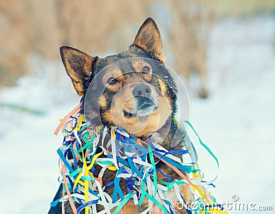 Dog entangled in colorful serpentine Stock Photo