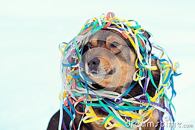 Dog entangled in colorful serpentine Stock Photo