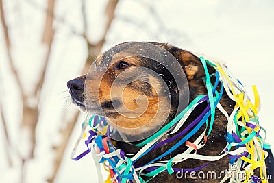 Dog entangled in colorful streamer Stock Photo