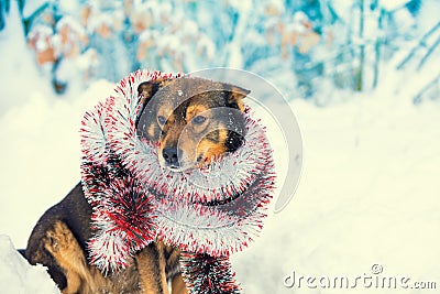 A dog entangled in colorful tinsel Stock Photo