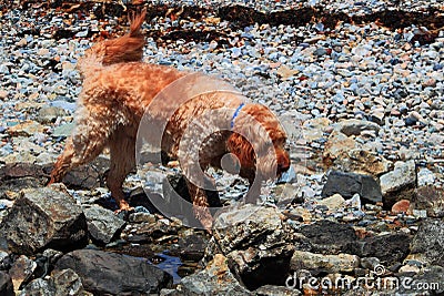 Dog Exploring Rocky Coast Stock Photo