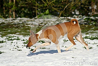 Dog exploring snow Stock Photo