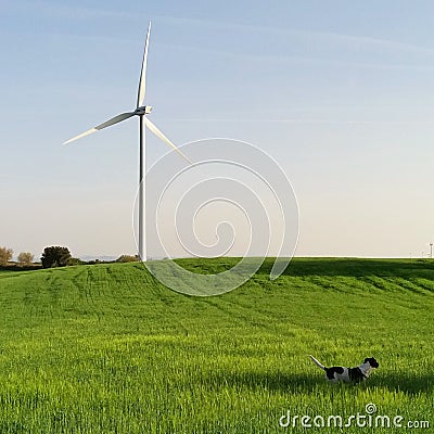 Dog Exploring the Windmills fields Stock Photo