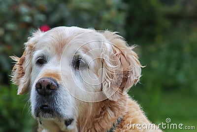 Dog eyes Stock Photo