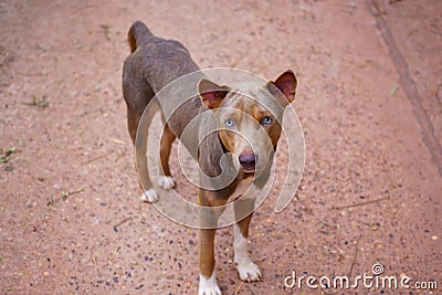 Dog face,Brown dog, Photography Portrait Thai Dog it is on street Stock Photo