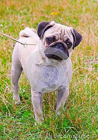 Dog fawn pug breed on green grass in summer Stock Photo