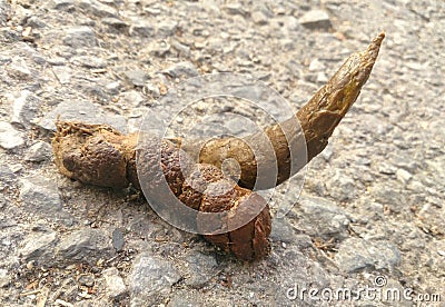 Dog feces Stock Photo