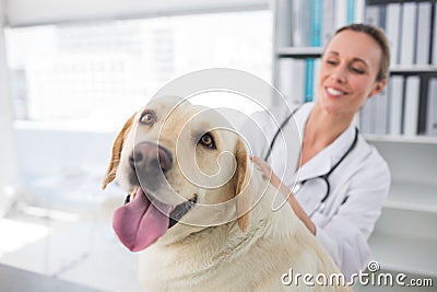 Dog with female veterinarian Stock Photo